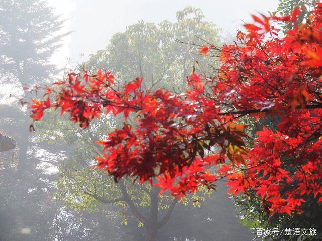 宁波市区的这个公园,一年四季风光都很优美,是赏银杏和枫叶胜地