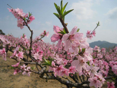 江北绿野山庄樱花基地   地点:江北慈城镇