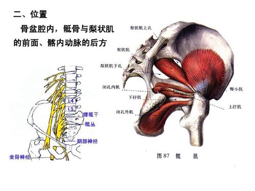 脊神经2(胸神经前支,腰丛,骶丛)