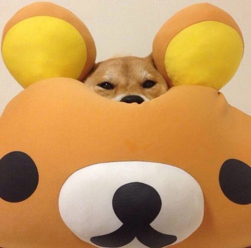 kuma狗狗