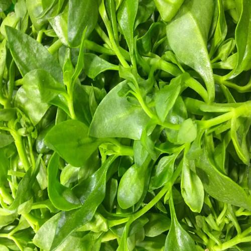 新鲜蔬菜田七叶 田三七 山漆 野菜 素食凉拌菜500g 穿心菜