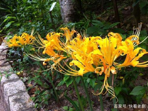 忽地笑(黄花石蒜)的简单介绍
