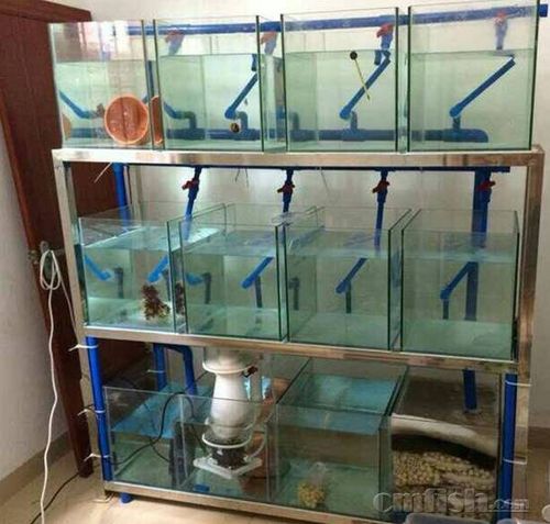 > 小丑繁殖缸的配置  六,幼鱼组缸   结构与种鱼组缸类似,增加有加氧