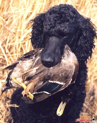 大型美国水猎犬