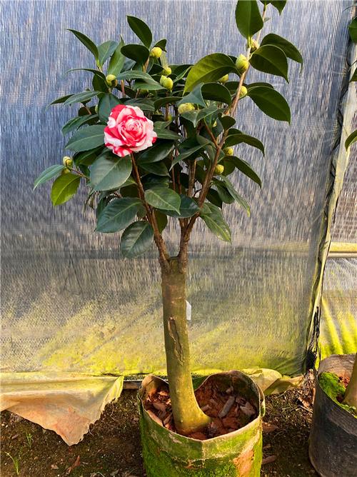 吉普赛女郎玫瑰山茶花苗室内外茶花盆栽花卉福建龙岩稀有品种绿植