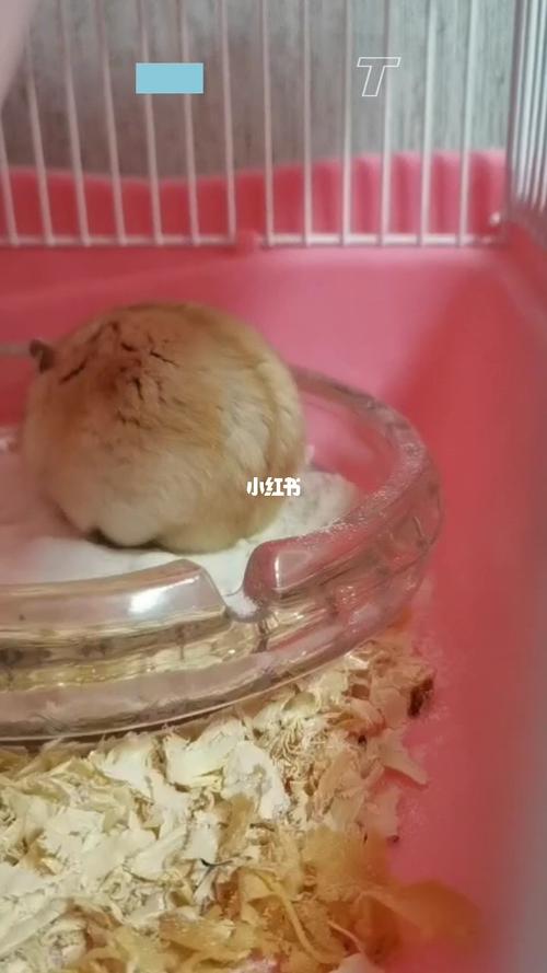 布丁仓鼠_仓鼠_宠物_我家宠物好可爱_宠物_宠物其他