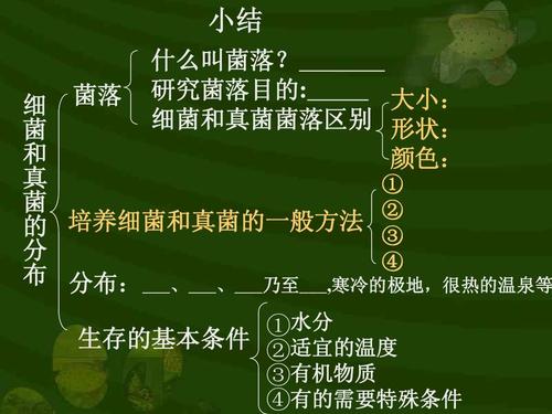 八年级生物第四章 细菌和真菌ppt
