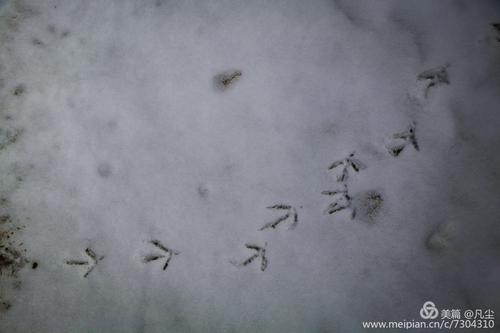 雪地上能看到野鸡清晰的爪印