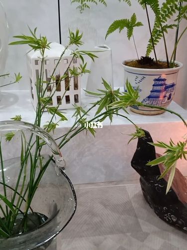 初夏.吊兰花_设计_花园设计与改造_家居家装_家居装饰