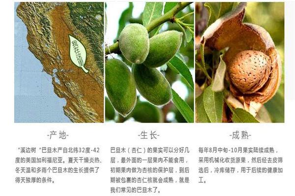 甘肃扁桃种子技术指导_巴旦木育苗基地