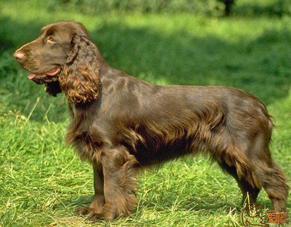 美国水猎犬_美国水猎犬价格_美国水猎犬介绍