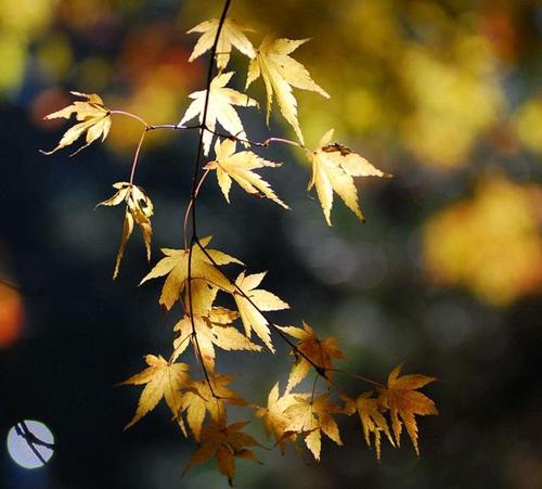 平凡人的深秋早晨