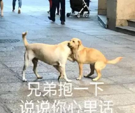 鹦鹉兄弟表情包 - 鹦鹉兄弟微信表情包 - 鹦鹉兄弟qq