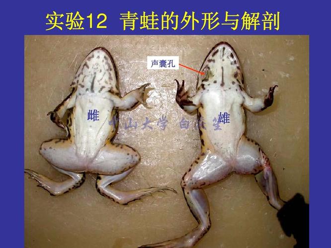 青蛙的解剖
