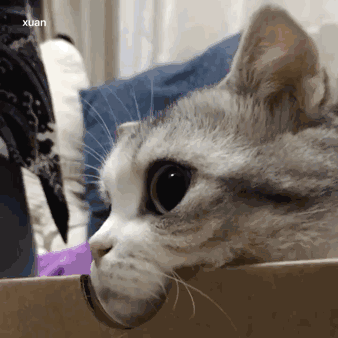 可爱猫咪表情包gil