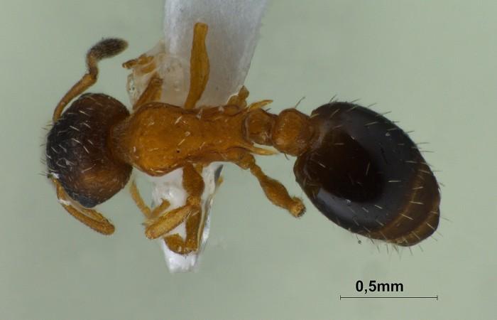 图注: 纳氏切胸蚁的工蚁,背面观,摄影:martin pfeiffer,图片来源:www.