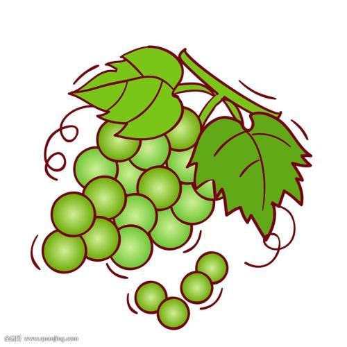 葡萄叶子简笔画彩色画法