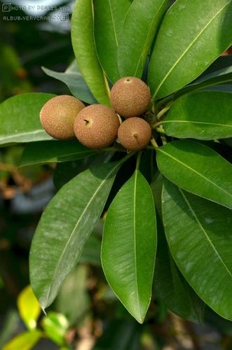 人心果 manilkara zapota
