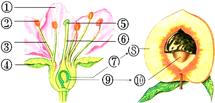 (1)起保护作用的是___和④___;花最重要的结构是___和