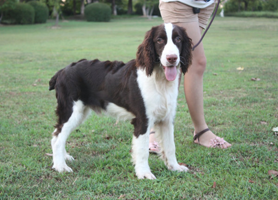 如何饲养威尔士史宾格犬