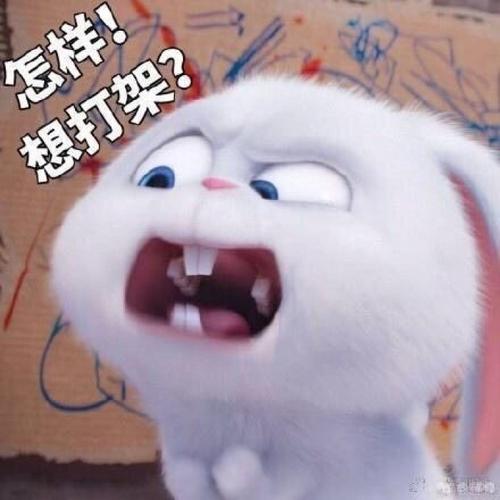 原来兔子的牙齿长这样