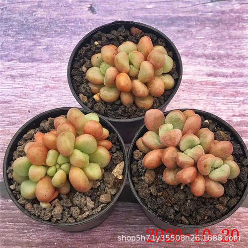 基地批发十二卷属多肉植物 先锋派 水晶寿单头多肉品种状态