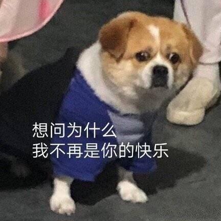 表情包|再理你我就是小狗