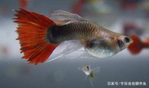 不想孔雀鱼繁殖太多,可以试试下面两个办法!