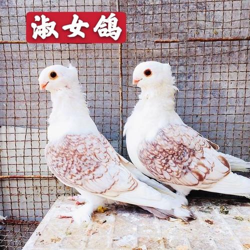观赏鸽淑女一对