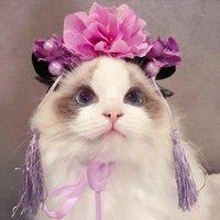 布偶猫萌头像请单击右键保存头像