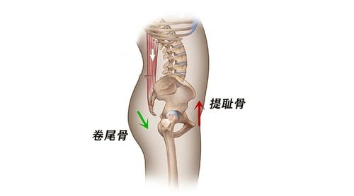 练瑜伽,"提耻骨"和"卷尾骨"到底有什么区别?