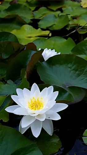 清雅脱俗的莲花