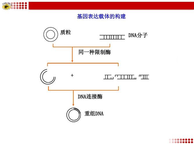 基因表达载体的构建ppt