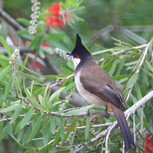 标题:高髻冠(俗称黑头公)