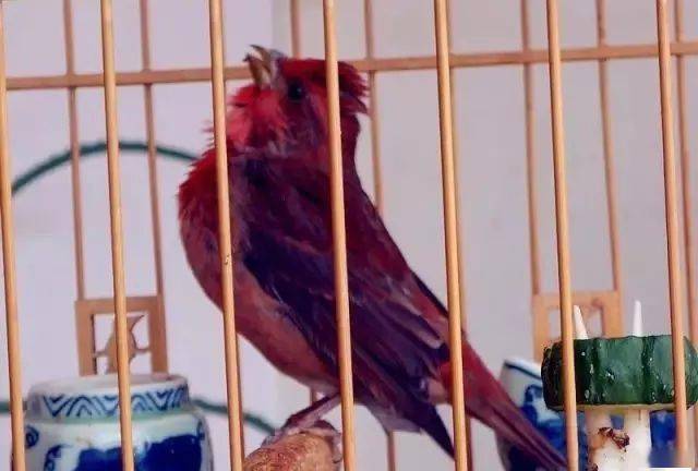 【鸟友汇】红麻料鸟边舞边唱