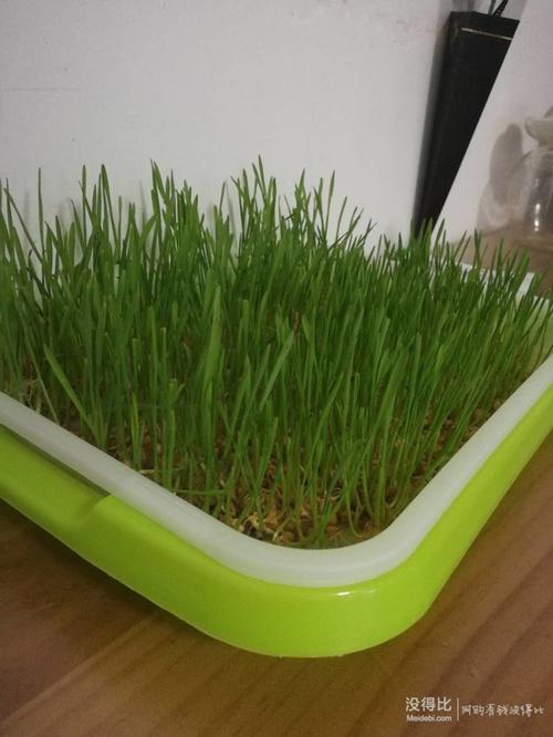 5天种草记——送给猫奴们