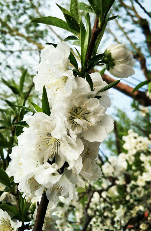 白色碧桃花