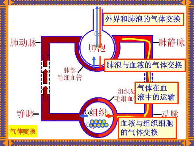初一生物人体与外界的气体交换