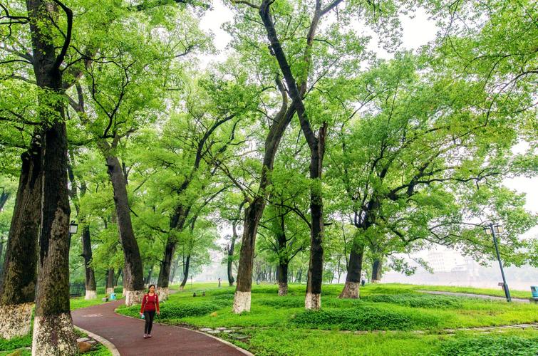 香樟林(漳平江滨公园)