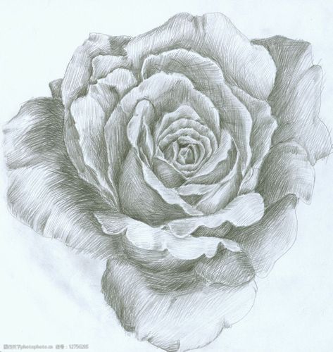 素描玫瑰图片