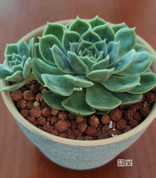 多肉的名字_多肉植物_多肉控_家居家装_家居装饰