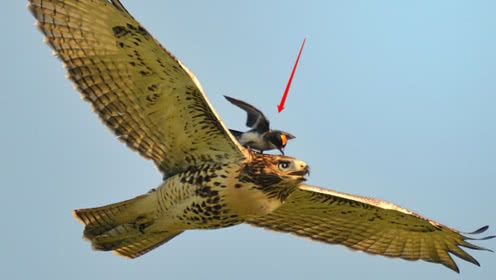 老鹰居然也有天敌,你知道老鹰的天敌是谁吗?看完总算明白了!