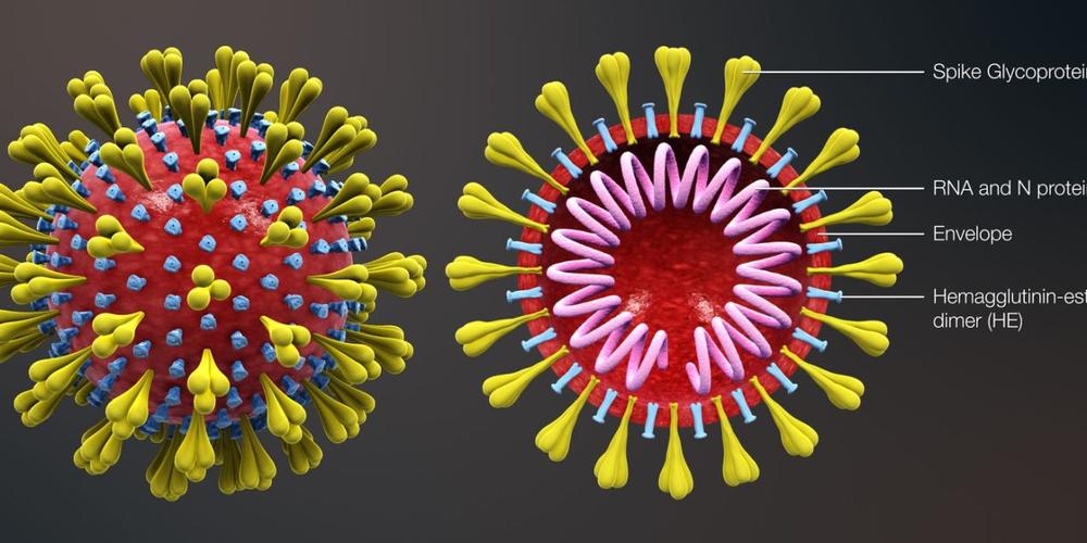 【绝对能看懂的科普向】sars, mers 以及冠状病毒简易