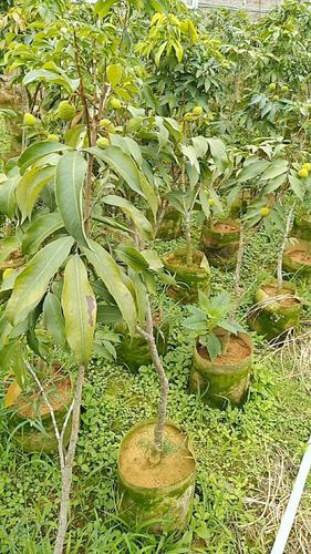 无核荔枝苗,喜欢种植的老铁们联系我