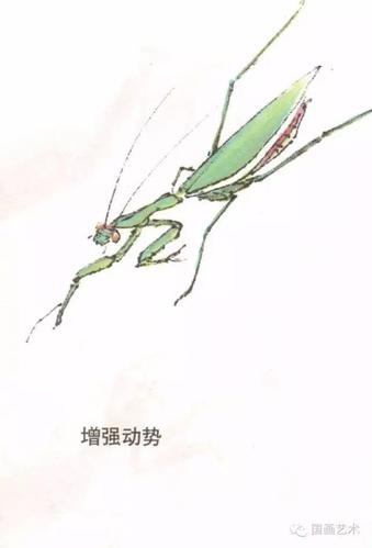 教程分享 丨 螳螂画法!
