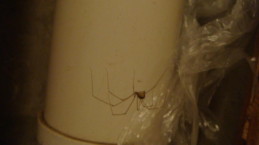 家里的一种昆虫,我只知道我们这里的方言叫什么,但