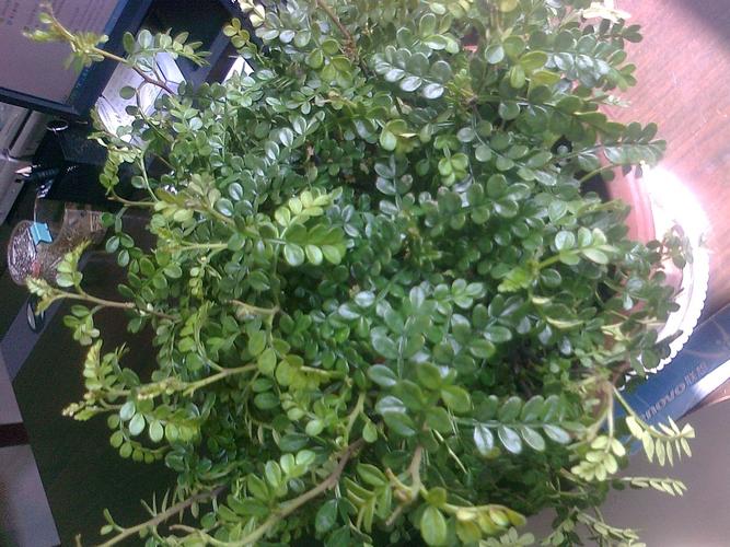 叶子很小,椭圆形,一串串 ,盆栽, 是什么植物呢? 无法上传图片