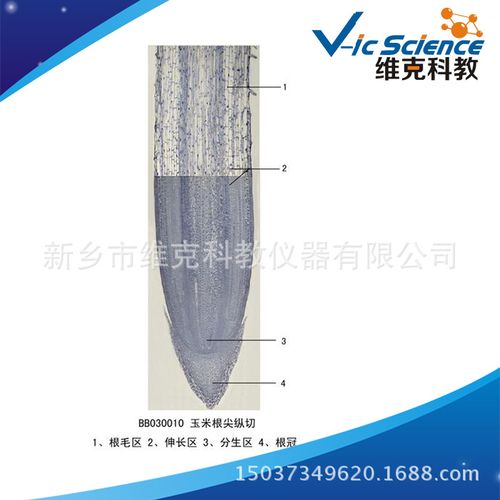 玉米根尖纵切 生物切片 植物根类 显微镜玻片