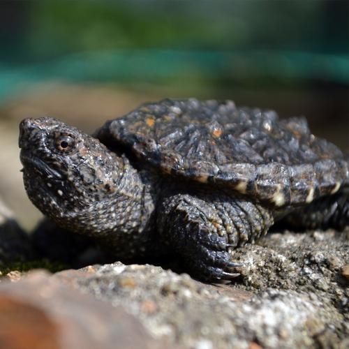 小鳄 活体 宠物龟