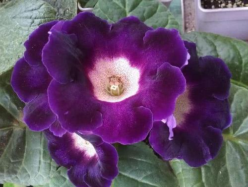 大岩桐开花非常美,超过月季赛牡丹,爱花的人都养了